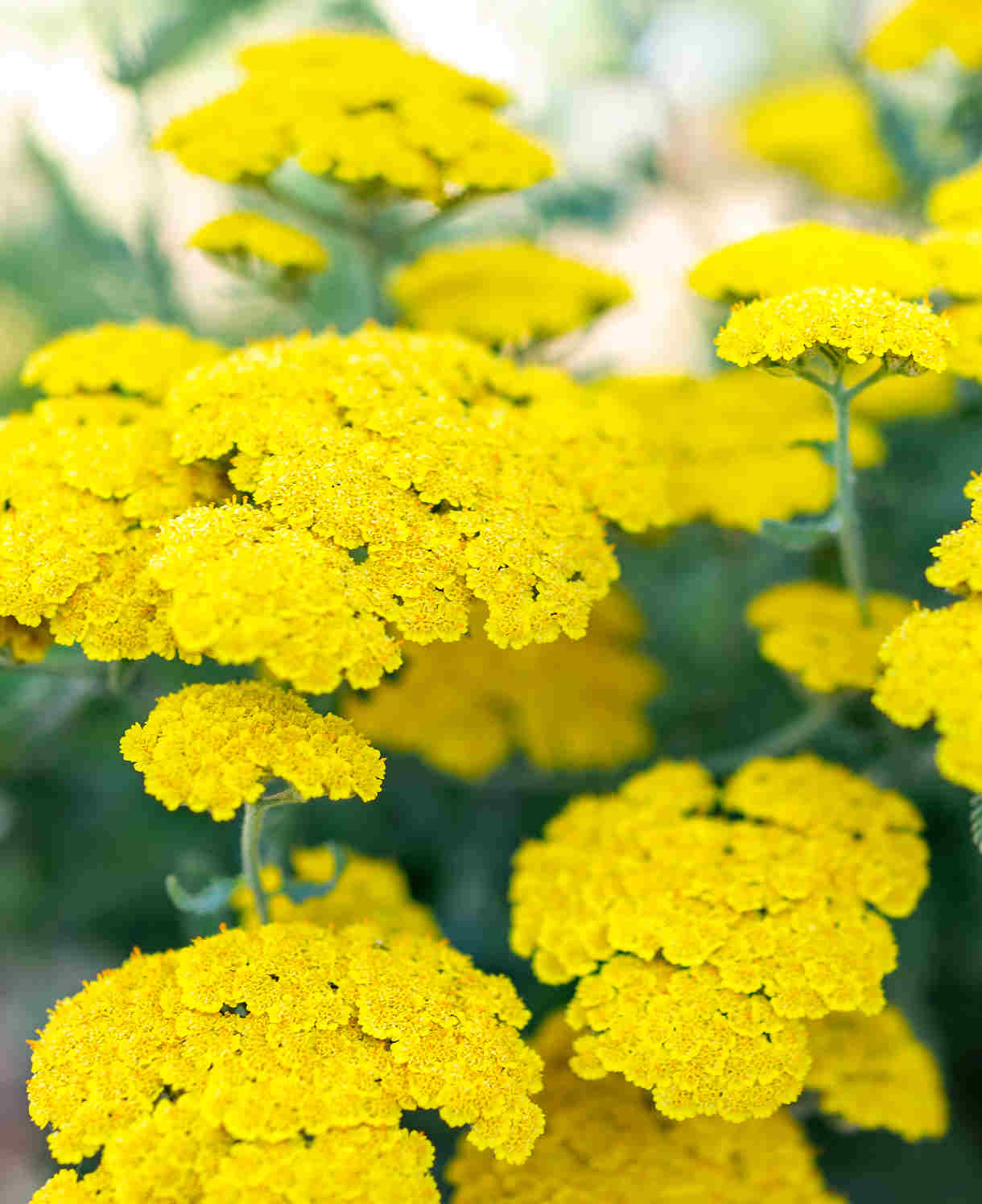 Achillea millefolium 'Moonshine'