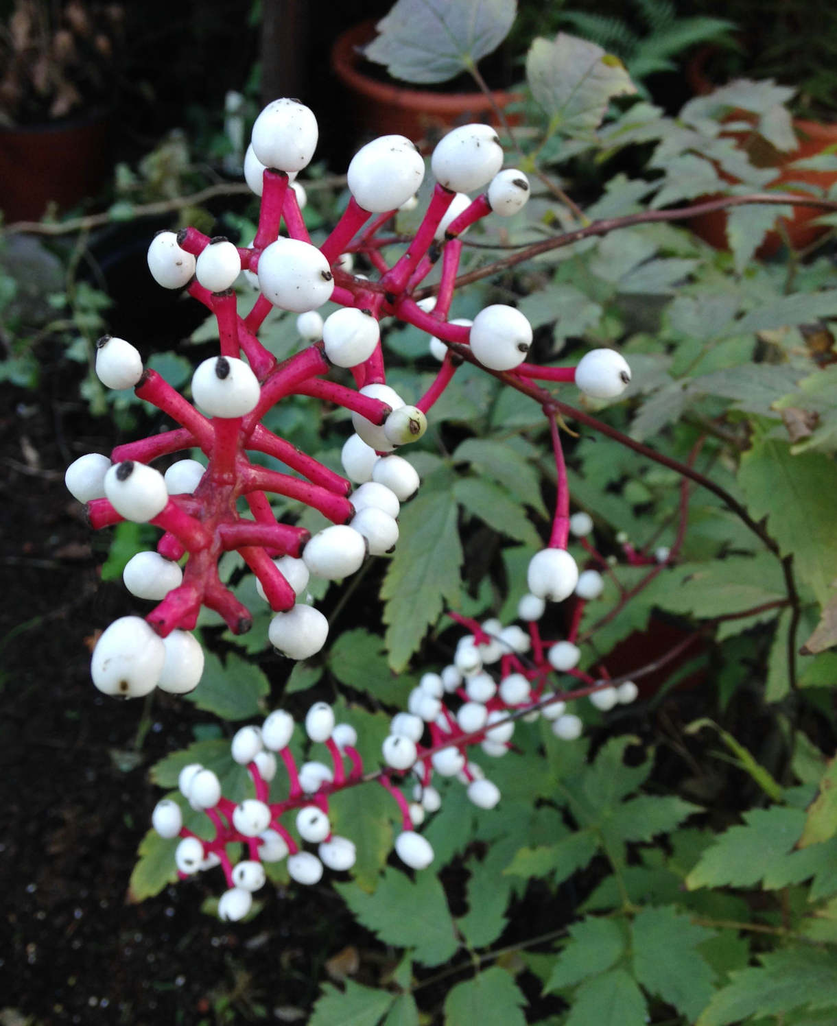 Actaea pachypoda Misty Blue