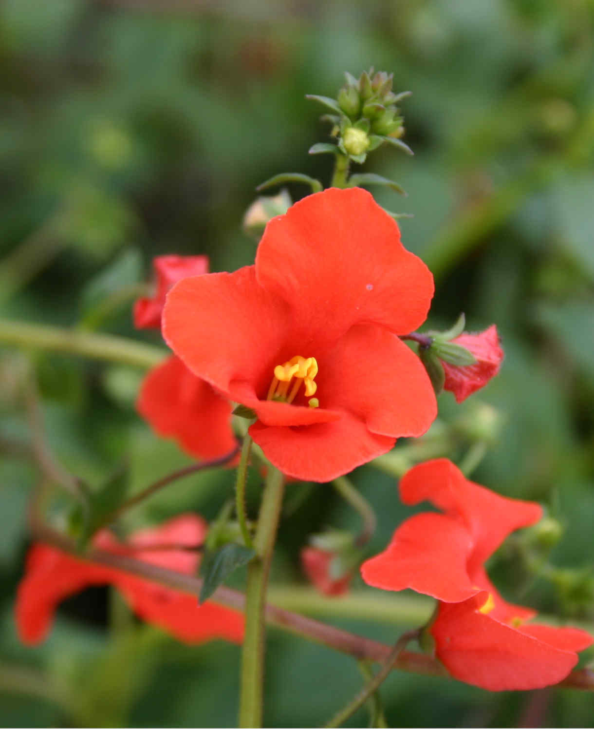 Alonsoa meridionalis Rebel