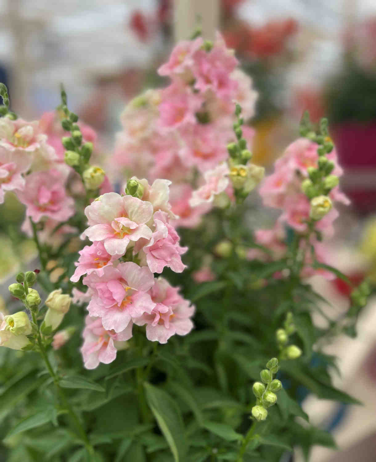 Antirrhinum majus Double Shot Apple Blossom