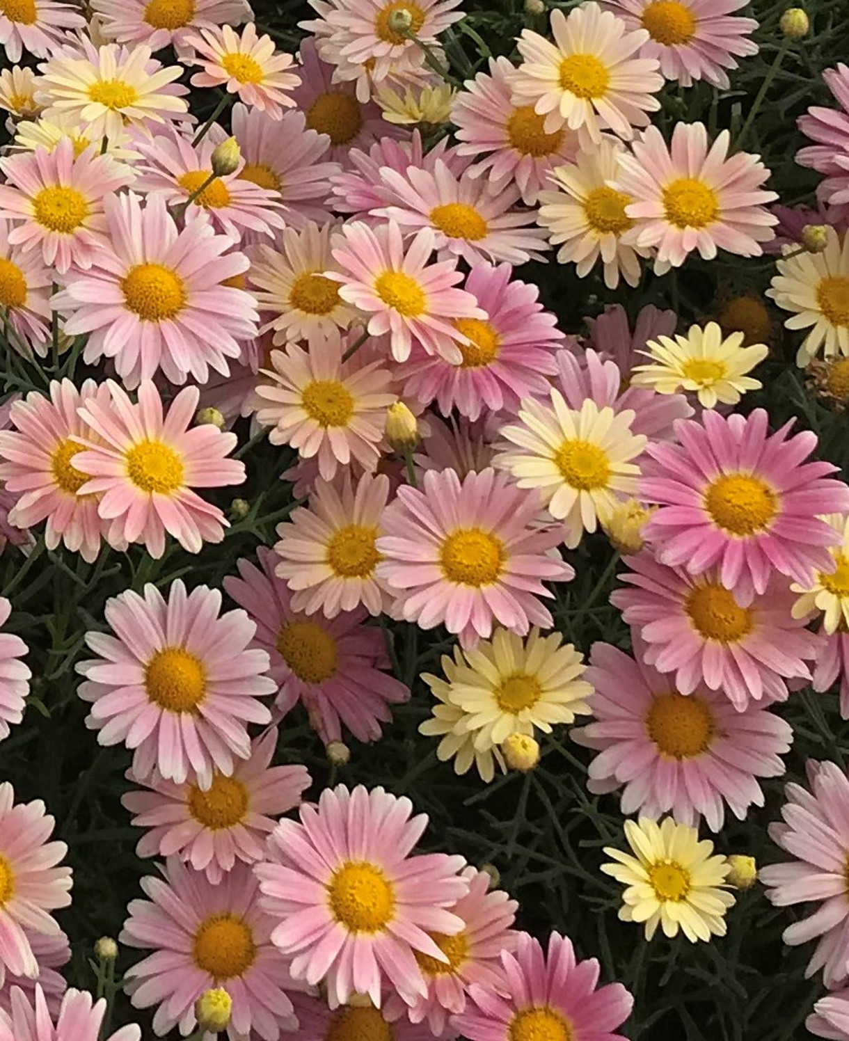 Argyranthemum Aramis Lemon and Pink