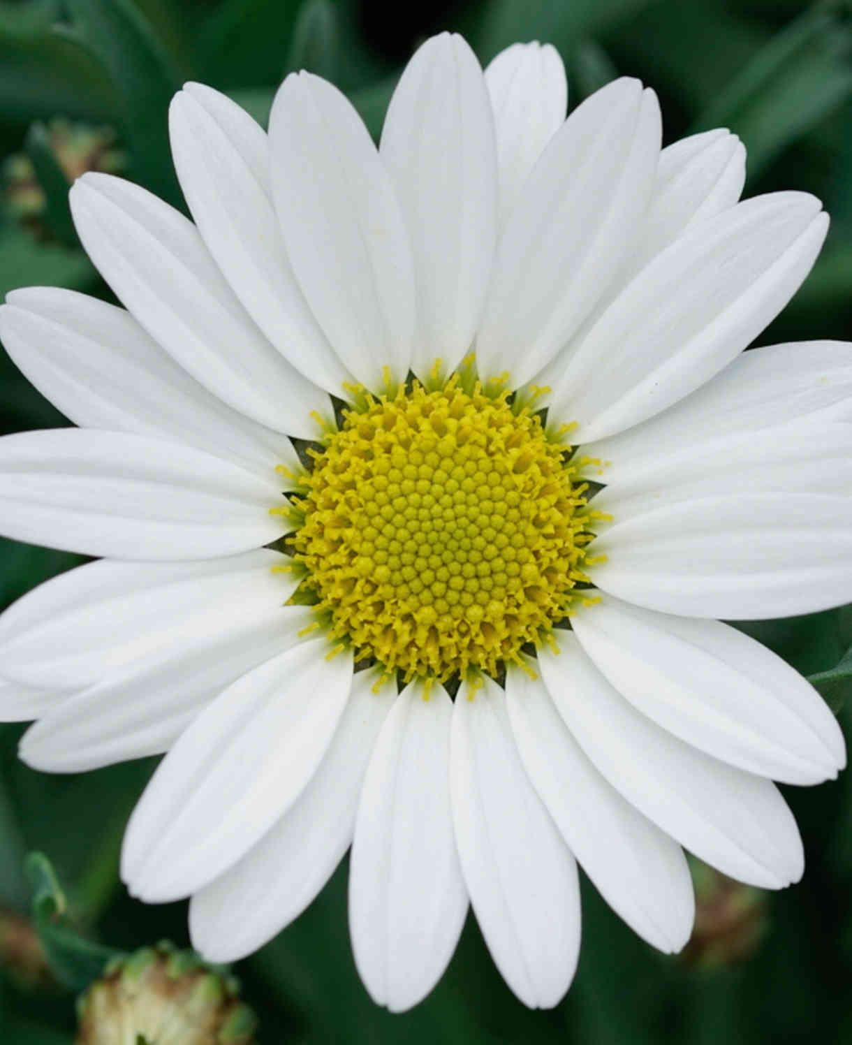 Argyranthemum Mega White