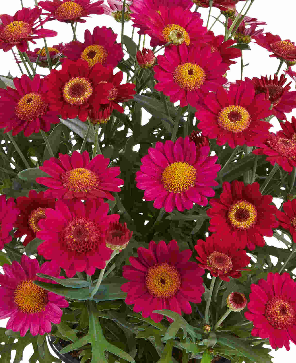 Argyranthemum Velvet Red