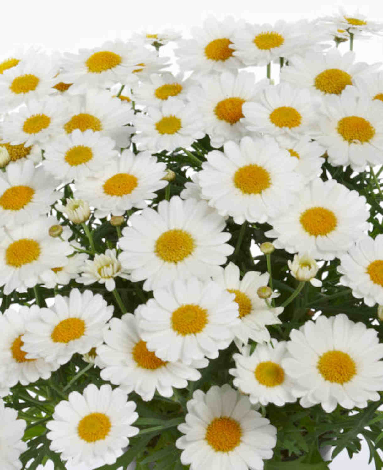 Argyranthemum Mega White