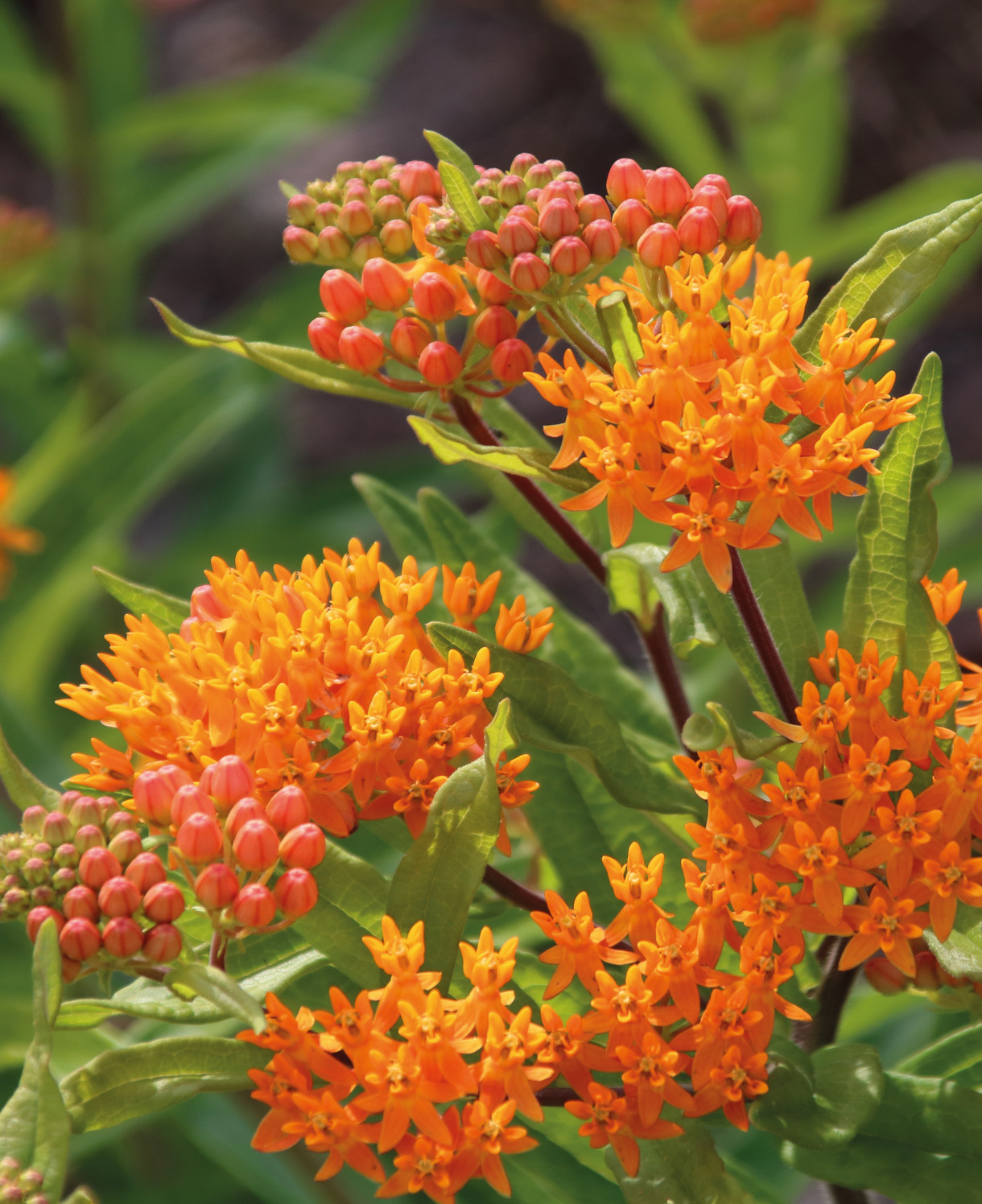 Asclepias tuberosa