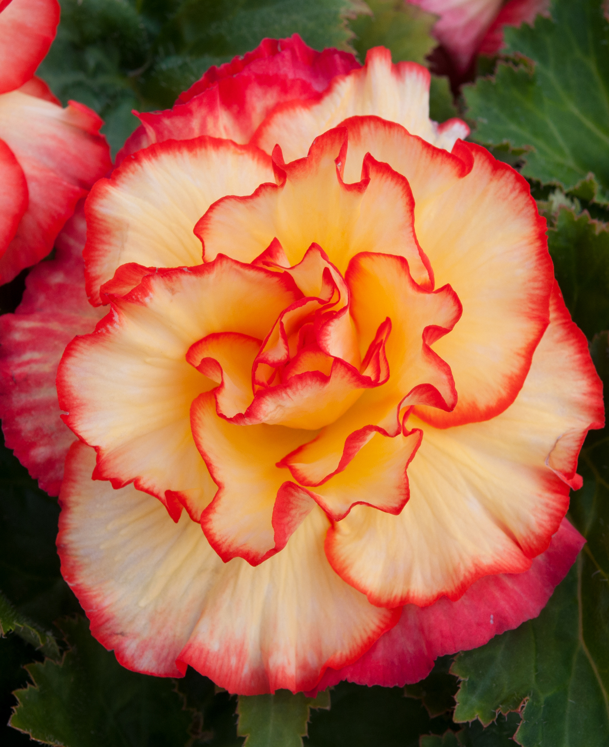 Begonia Majestic Sunburst