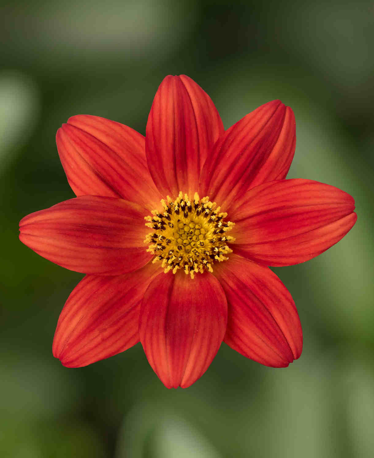 Bidens Brazen Rising Sun 