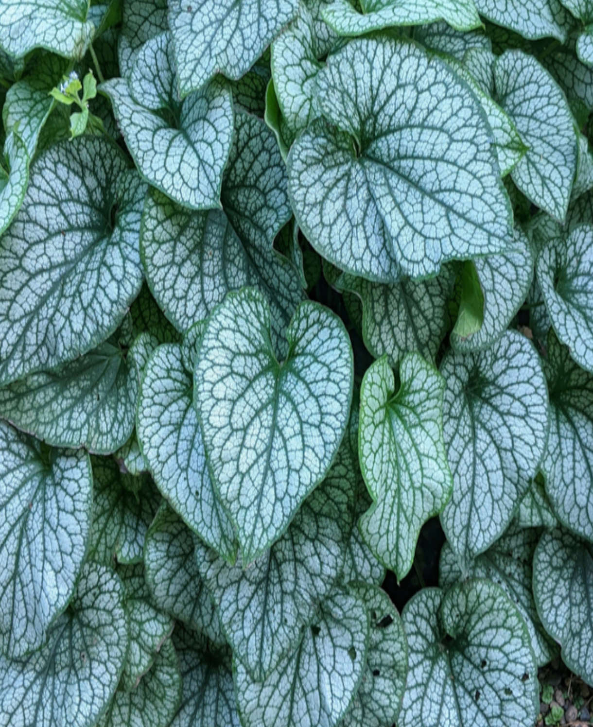 Brunnera macrophylla  Alexanders Great