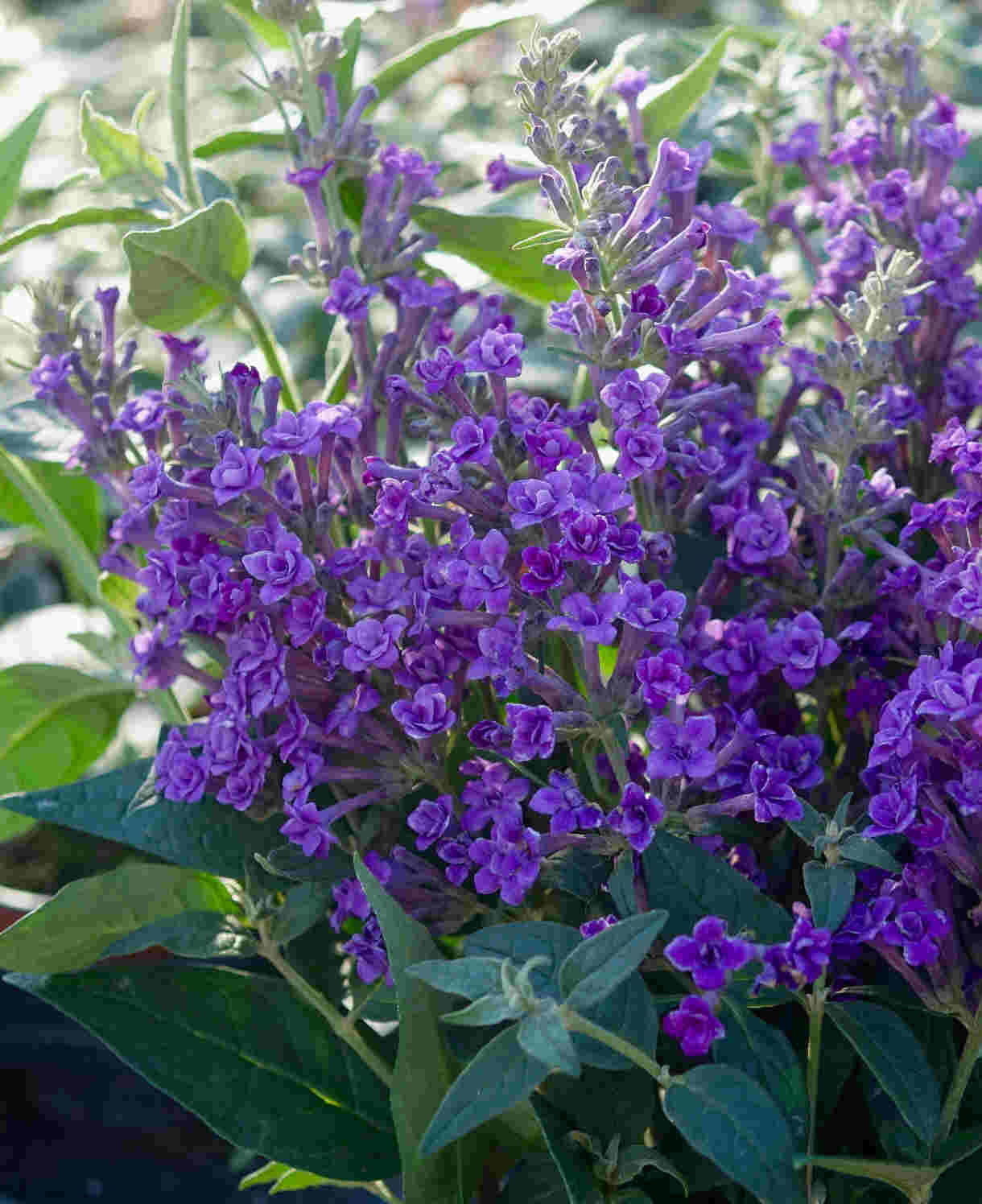 Buddleja lindeyana Floral Fanfare
