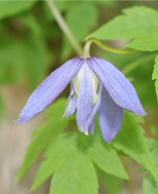 Clematis alpina Blue Dancer