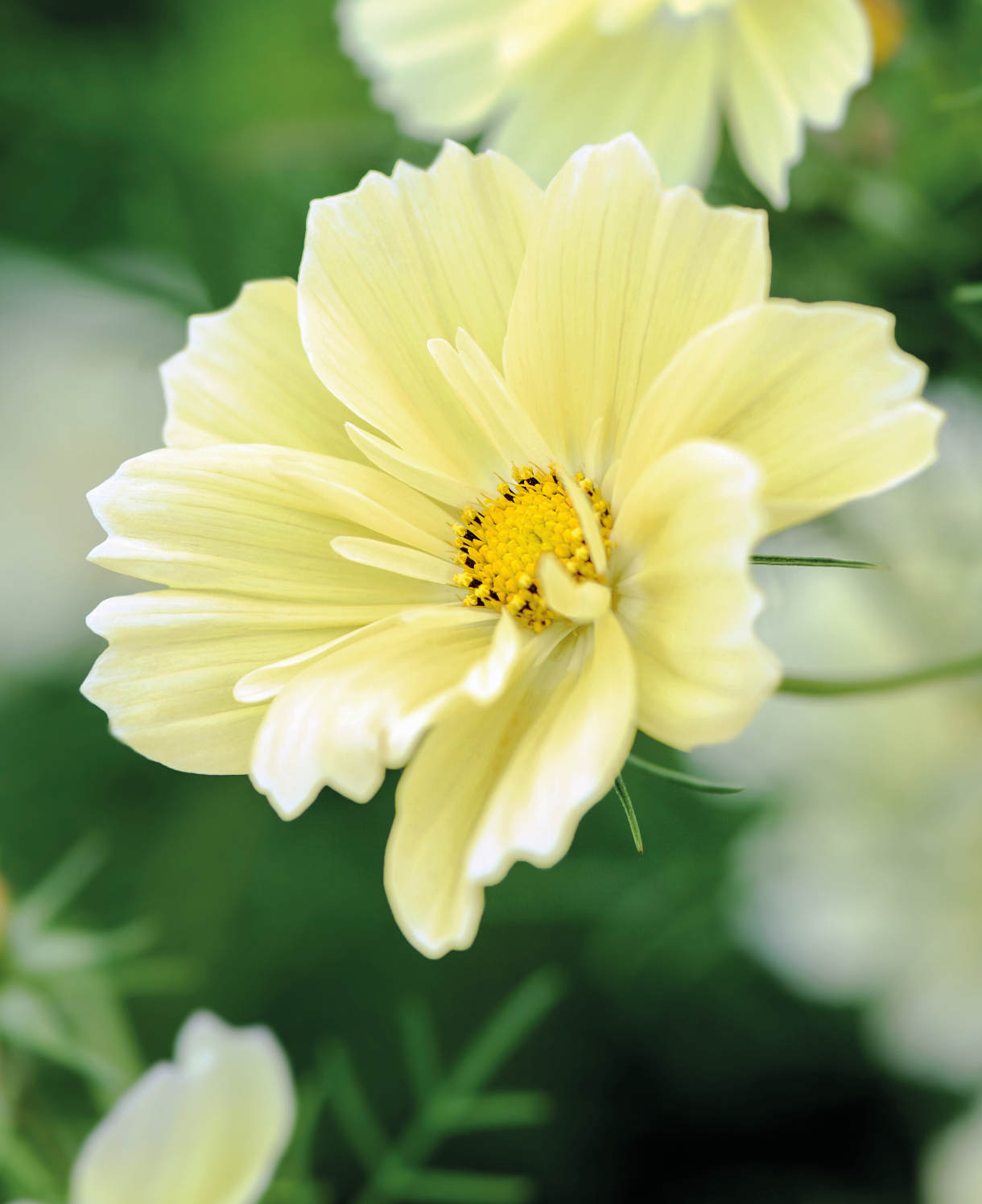 Cosmos Xanthos