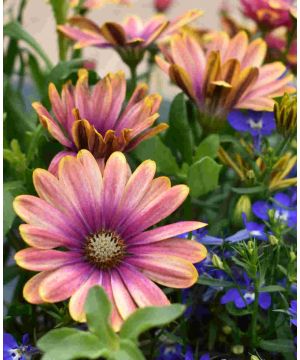Argyranthemum Aramis Lemon and Pink 