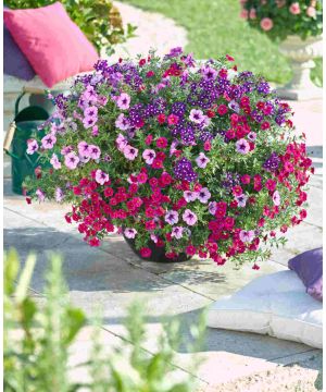 Perfectly Purple Daze Collection