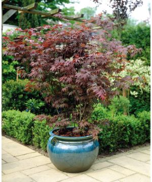 Acer palmatum 'Atropurpureum'