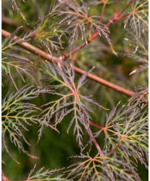 Acer palmatum dissectum Emerald Lace