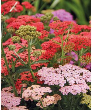 Achillea Mix 