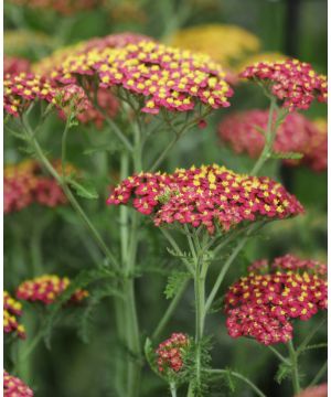 Achillea millefolium Paprika