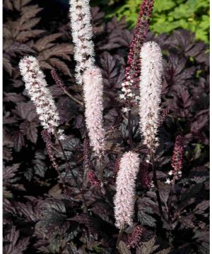Actaea simplex Chocoholic