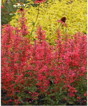 Agastache Kudos Coral