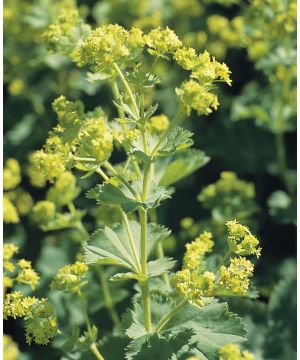 Alchemilla mollis Thriller