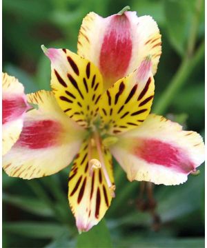 Alstroemeria ' Duchess Marguerite'