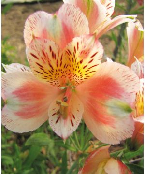 Alstroemeria 'Duke Jean'