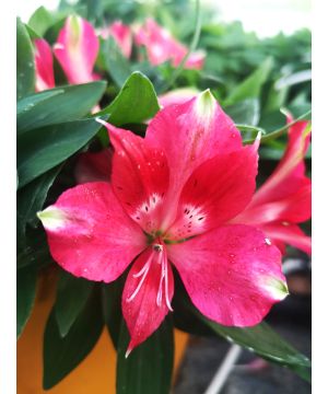 Alstroemeria Pitchoune 'Lily Rose' 
