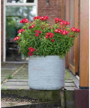 Alstroemeria 'Summer Pepper'