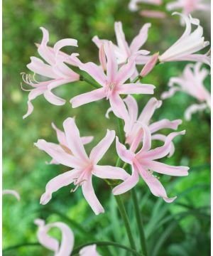 Amarine belladiva 'Emanuelle'