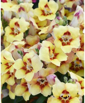 Antirrhinum Dazzling Lips Yellow Eye