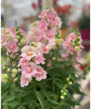 Antirrhinum majus Double Shot Apple Blossom