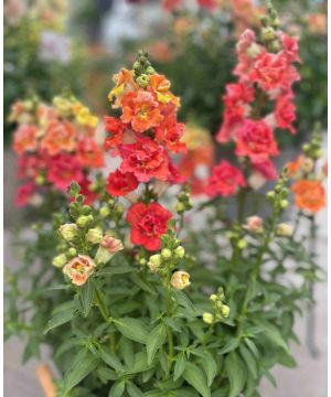 Antirrhinum majus Double Shot Orange Bicolour
