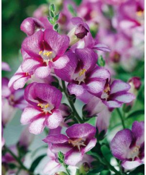 Antirrhinum Antirinca Rose 