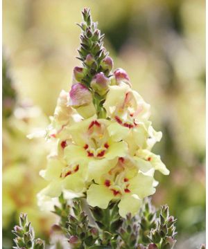 Antirrhinum Antirinca Yellow Maroon