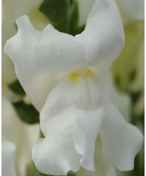 Antirrhinum Rocket White