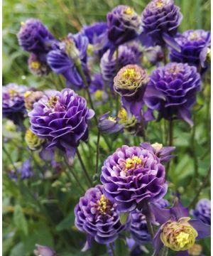 Aquilegia Christa Barlow bare root