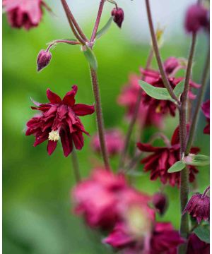 Aquilegia Bordeaux Barlow bare root