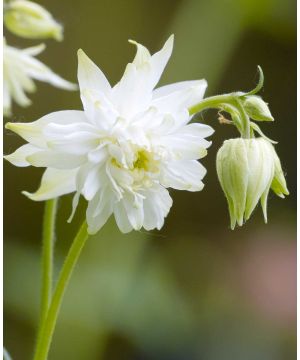 Aquilegia Barlow White