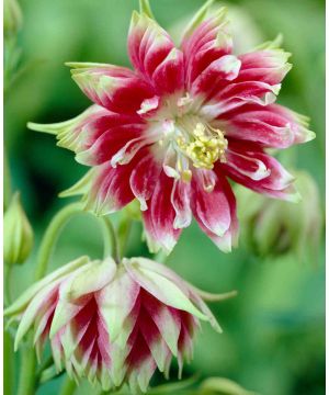Aquilegia Nora Barlow 