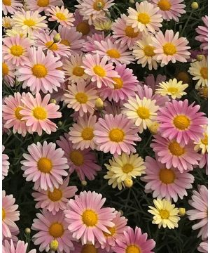 Argyranthemum Aramis Lemon and Pink