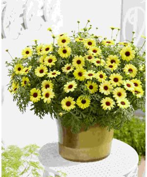 Argyranthemum Grandaisy Bright Yellow