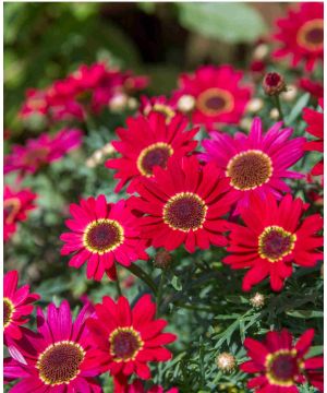 Argyranthemum Grandaisy Deep Red