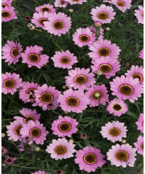 Argyranthemum frutescens Grandaisy Pink Halo