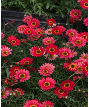 Argyranthemum frutescens Grandaisy Red Orange