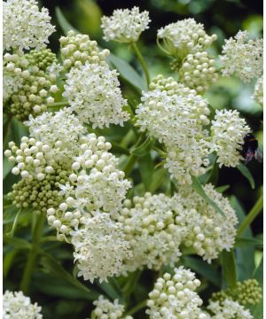 Asclepias incarnata Ice Ballet