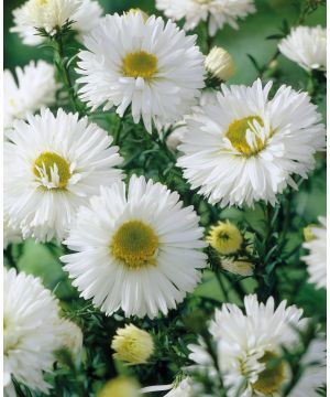 Symphyotrichum novi-belgii 'White Ladies'