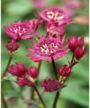 Astrantia major Claret