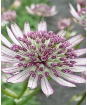 Astrantia Miss Elly
