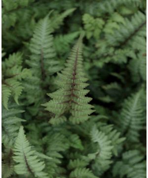 Athyrium nip. Burgundy Lace