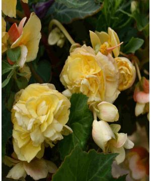 Begonia Illumination Lemon